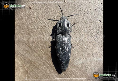 Thumbnail image of the Western-Eyed-Click-Beetle