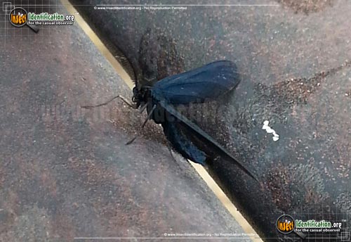 Thumbnail image #3 of the Western-Grapeleaf-Skeletonizer-Moth