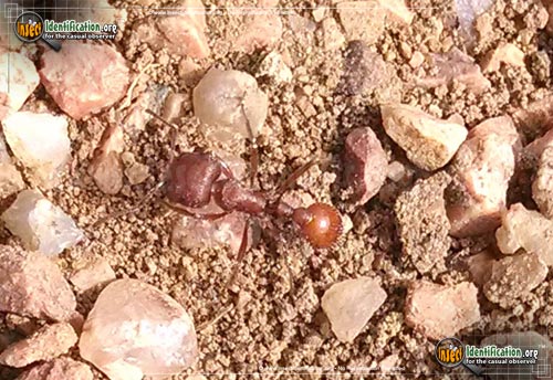 Thumbnail image of the Western-Harvester-Ant