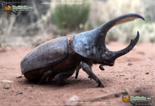 Thumbnail image #2 of the Western-Hercules-Beetle