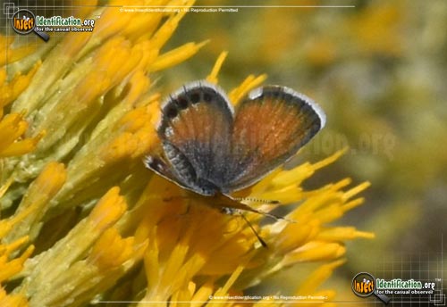 Thumbnail image #4 of the Western-Pygmy-Blue-Butterfly