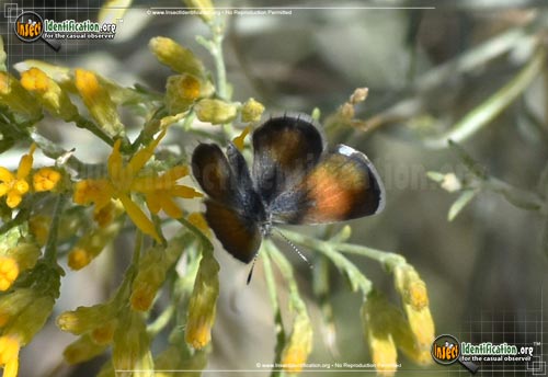 Thumbnail image #14 of the Western-Pygmy-Blue-Butterfly