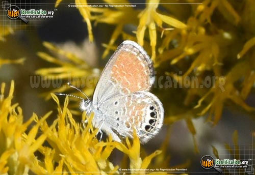Thumbnail image #10 of the Western-Pygmy-Blue-Butterfly
