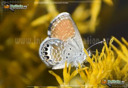 Thumbnail image #5 of the Western-Pygmy-Blue-Butterfly