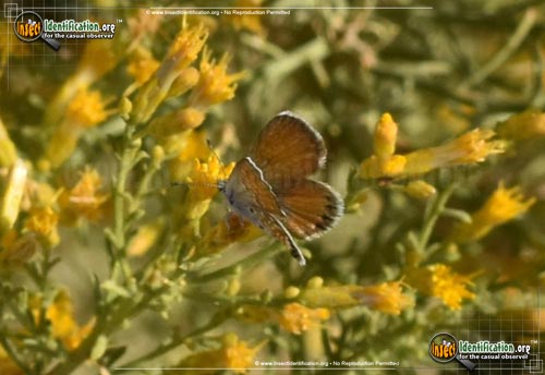 Thumbnail image #12 of the Western-Pygmy-Blue-Butterfly