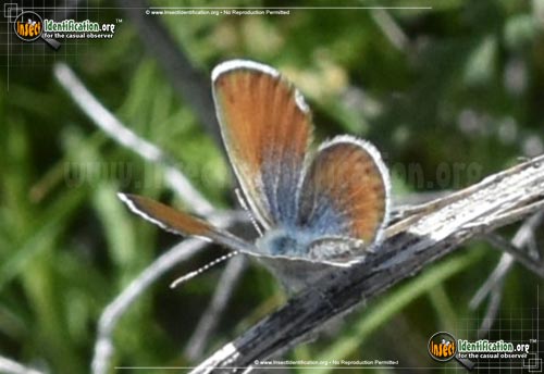 Thumbnail image #13 of the Western-Pygmy-Blue-Butterfly