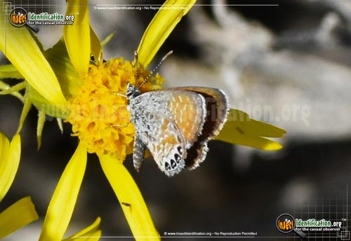 Thumbnail image #9 of the Western-Pygmy-Blue-Butterfly
