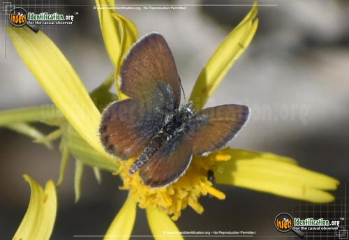 Thumbnail image of the Western-Pygmy-Blue-Butterfly
