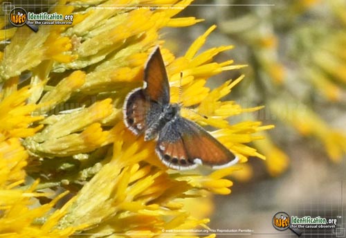 Thumbnail image #3 of the Western-Pygmy-Blue-Butterfly