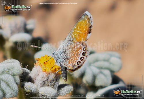 Thumbnail image #7 of the Western-Pygmy-Blue-Butterfly