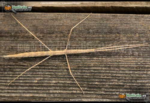 Thumbnail image of the Western-Short-Horned-Walkingstick