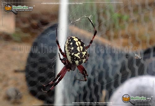 Thumbnail image #2 of the Western-Spotted-Orb-Weaver