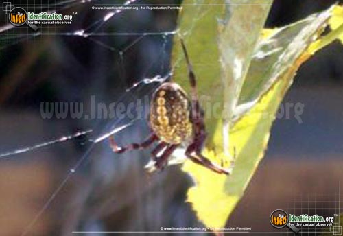 Thumbnail image #6 of the Western-Spotted-Orb-Weaver