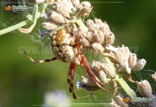 Thumbnail image #7 of the Western-Spotted-Orb-Weaver