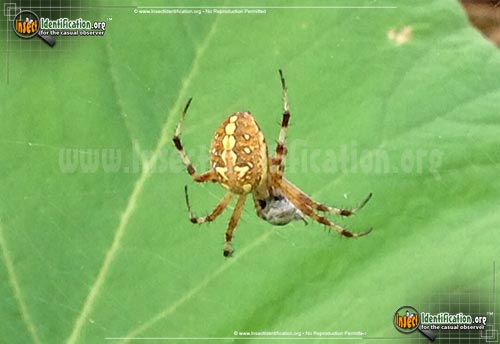 Thumbnail image #3 of the Western-Spotted-Orb-Weaver
