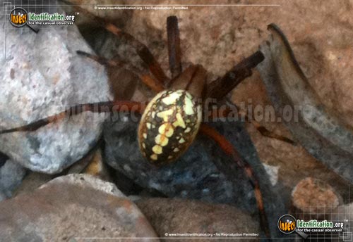 Thumbnail image #5 of the Western-Spotted-Orb-Weaver