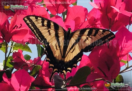 Thumbnail image #3 of the Western-Tiger-Swallowtail-Butterfly
