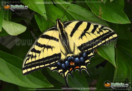 Thumbnail image of the Western-Tiger-Swallowtail-Butterfly