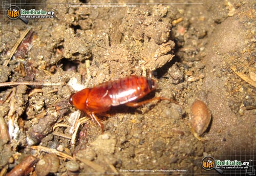 Thumbnail image #2 of the Western-Wood-Cockroach