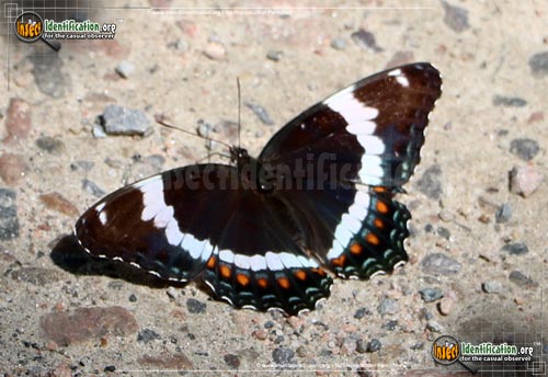 Thumbnail image #2 of the White-Admiral-Butterfly