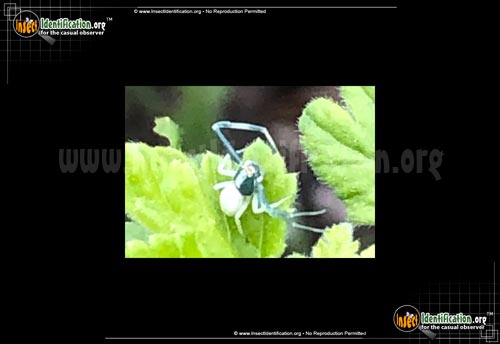 Thumbnail image of the White-Banded-Crab-Spider