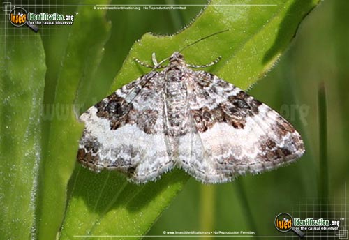 Thumbnail image of the White-Banded-Toothed-Carpet-Moth