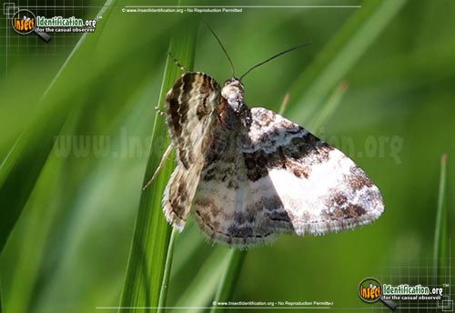 Thumbnail image #2 of the White-Banded-Toothed-Carpet-Moth
