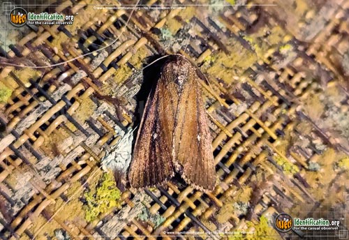 Thumbnail image of the White-Dotted-Groundling-Moth
