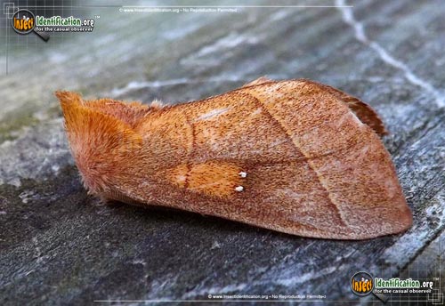 Thumbnail image of the White-Dotted-Prominent-Moth