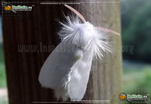 Thumbnail image #3 of the White-Flannel-Moth