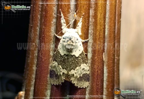 Thumbnail image #3 of the White-Furcula-Moth