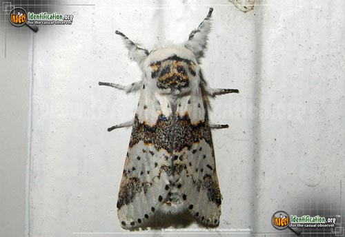Thumbnail image of the White-Furcula-Moth