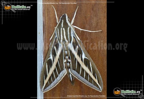 Thumbnail image #10 of the White-lined-Sphinx-Moth