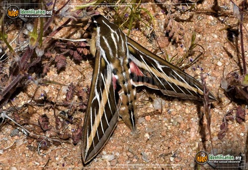 Thumbnail image #8 of the White-lined-Sphinx-Moth