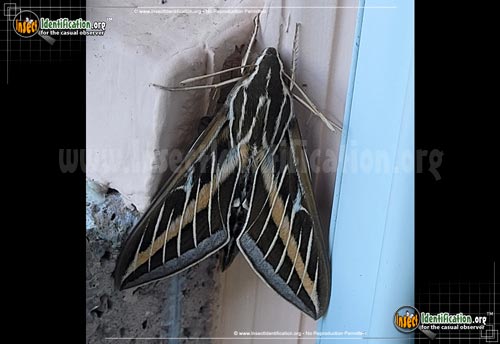 Thumbnail image #6 of the White-lined-Sphinx-Moth