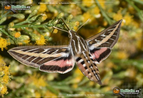Thumbnail image #5 of the White-lined-Sphinx-Moth