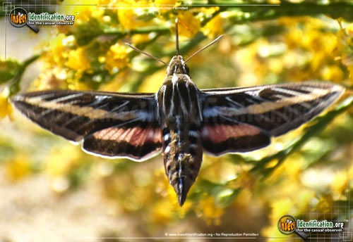 Thumbnail image #7 of the White-lined-Sphinx-Moth