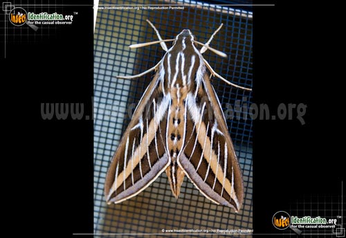 Thumbnail image #8 of the White-lined-Sphinx-Moth
