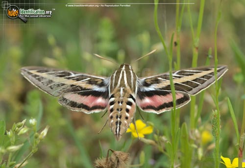 Thumbnail image of the White-lined-Sphinx-Moth