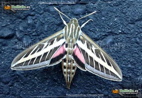 Thumbnail image of the White-lined-Sphinx-Moth