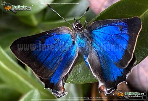 Thumbnail image of the White-M-Hairstreak-Butterfly