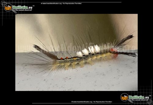 Thumbnail image #6 of the White-Marked-Tussock-Moth