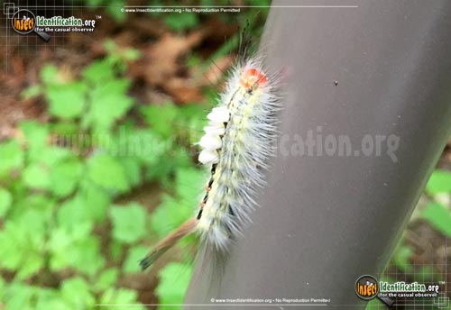 Thumbnail image #2 of the White-Marked-Tussock-Moth
