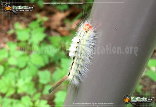 White Marked Tussock Moth