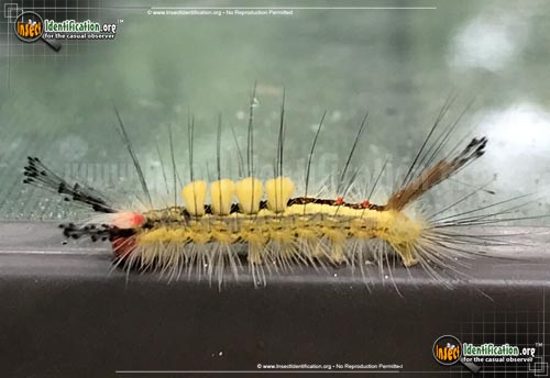 Thumbnail image #3 of the White-Marked-Tussock-Moth