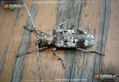 Thumbnail image of the White-Oak-Borer-Beetle