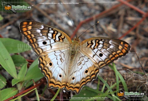 Thumbnail image of the White-Peacock-Butterfly