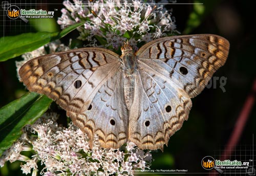 Thumbnail image of the White-Peacock-Butterfly