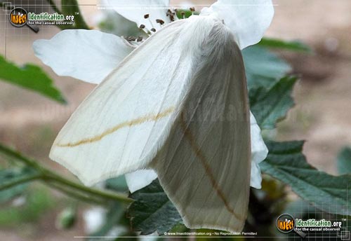 Thumbnail image of the White-Slant-Line-Moth