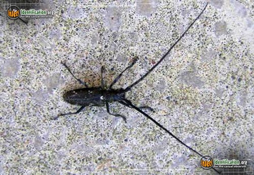 Thumbnail image of the White-Spotted-Sawyer-Beetle